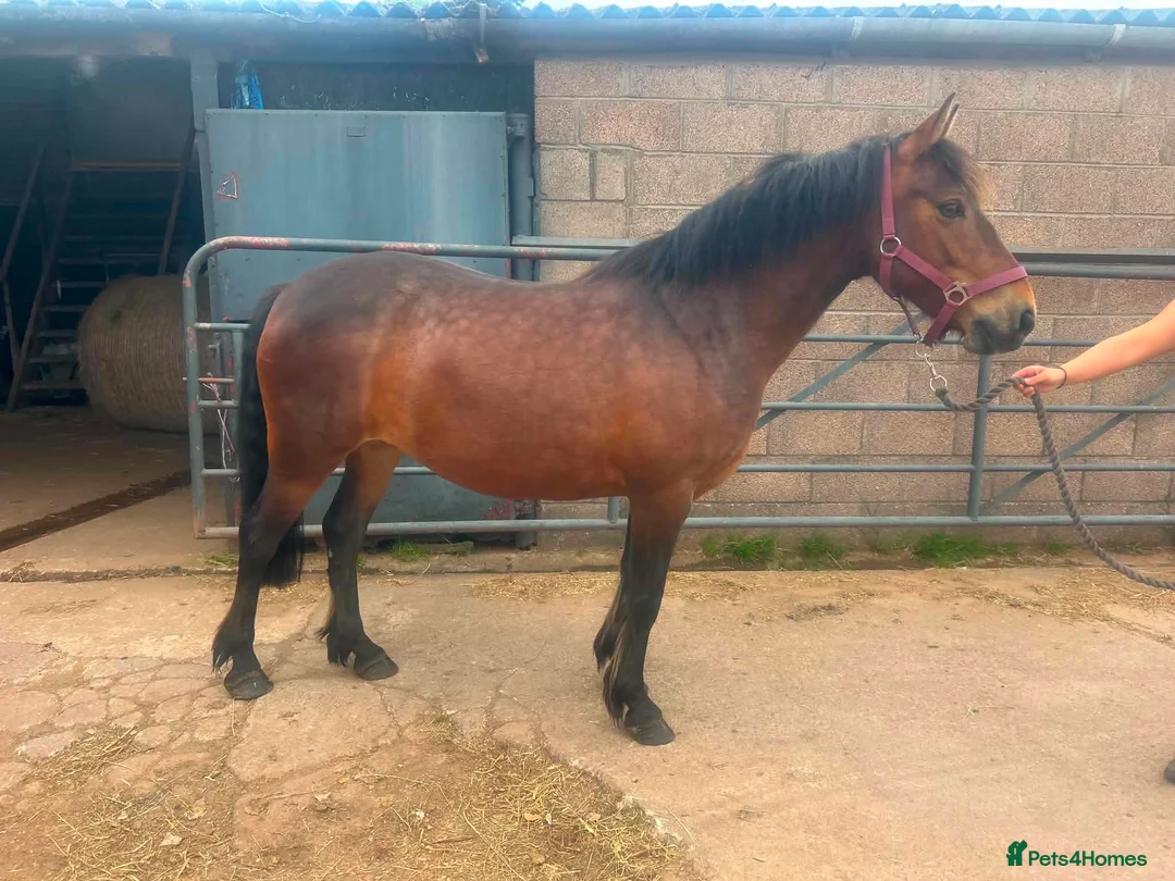 Exmoor horses for sale:  13'2 of fun and memories waiting to be made  - Advert 2