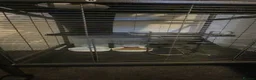 Ferret rodents for sale: Ferret - Advert 5