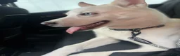Siberian Husky dogs for sale: 10 month husky male  in London - Advert 8