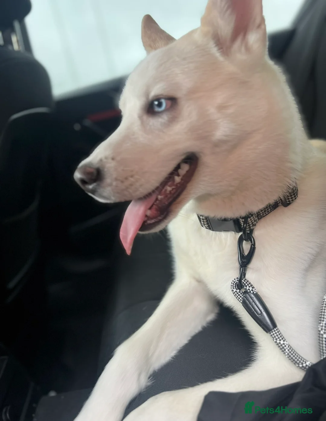 Siberian Husky dogs for sale: 10 month husky male  in London - Advert 8