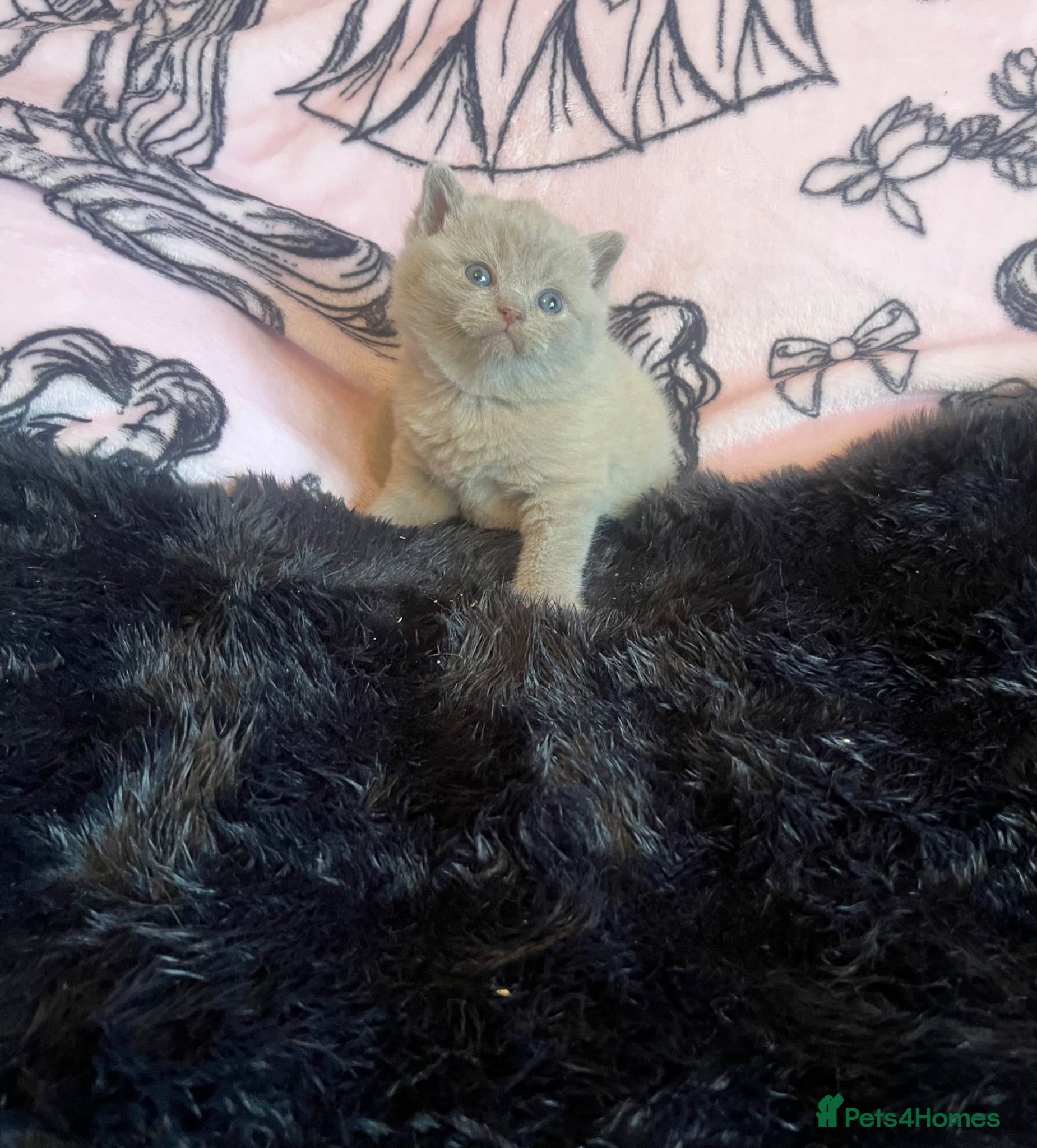 British Shorthair cats Beautiful Bsh/BLh Lilac kittens - Advert 1