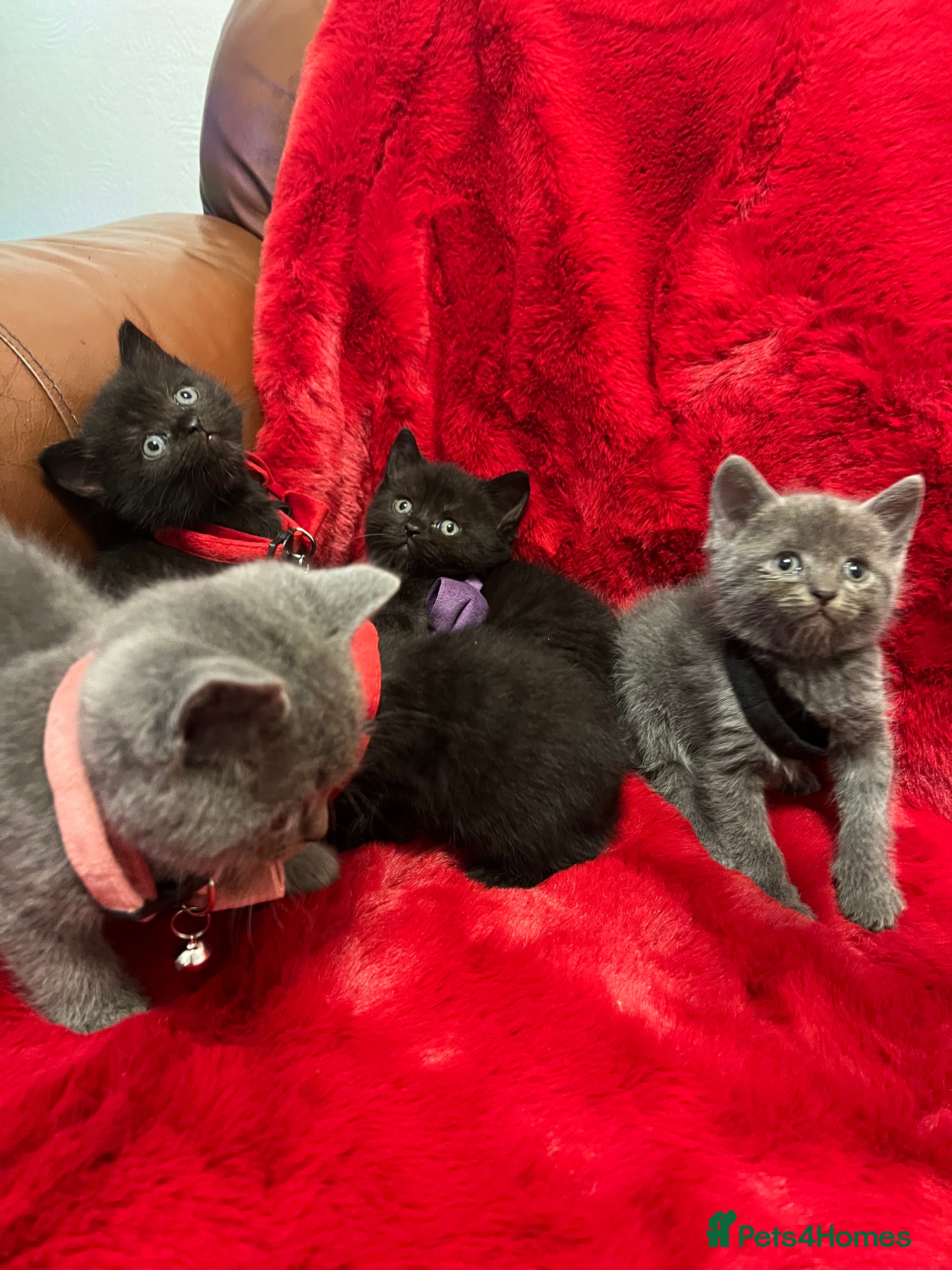 Mixed Breed cats kittens looking for a new home - Advert 1