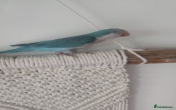 Parakeets birds for sale: Cute Quaker parrots hand reared male and female - Image 23