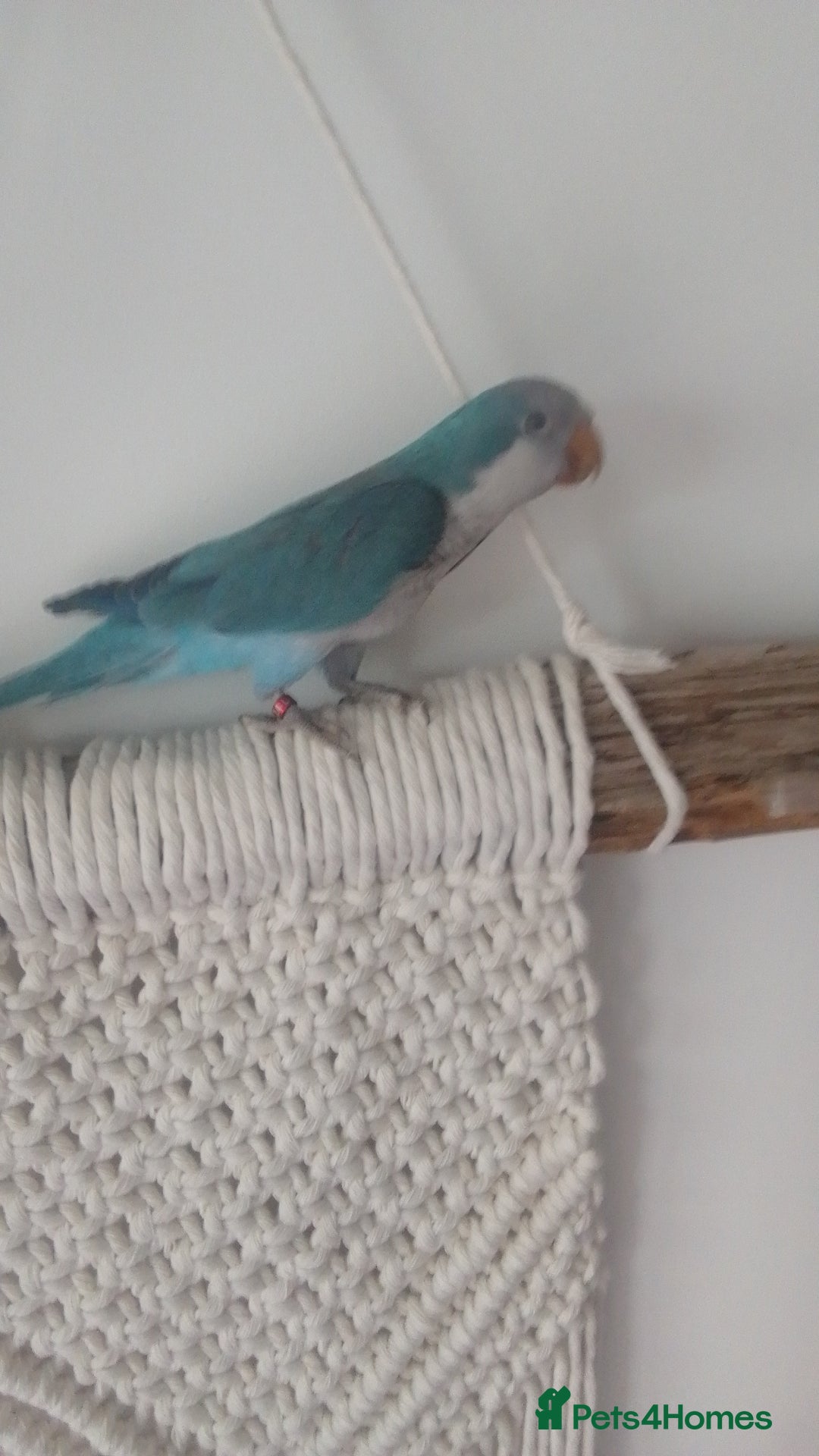 Parakeets birds for sale: Cute Quaker parrots hand reared male and female - Image 23