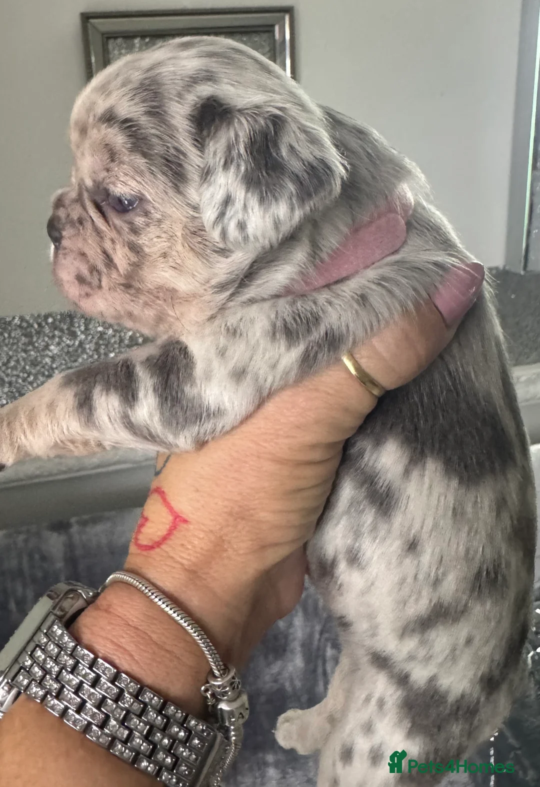 French Bulldog dogs for sale: Out standing french bulldogs merles carry fluffy - Advert 28