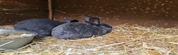 Mixed Breed rabbits for sale: Mixed bread bunnies variety of colours in Haverfordwest - Advert 5