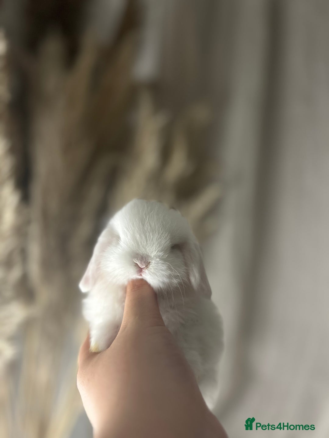 Mini Lop rabbits for sale: ⭐️MINIATURE LOPS AVAILABLE⭐️ - Image 3