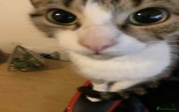 Bengal cats for sale: Three cats to go 2 twins and one bengal cross - Image 10