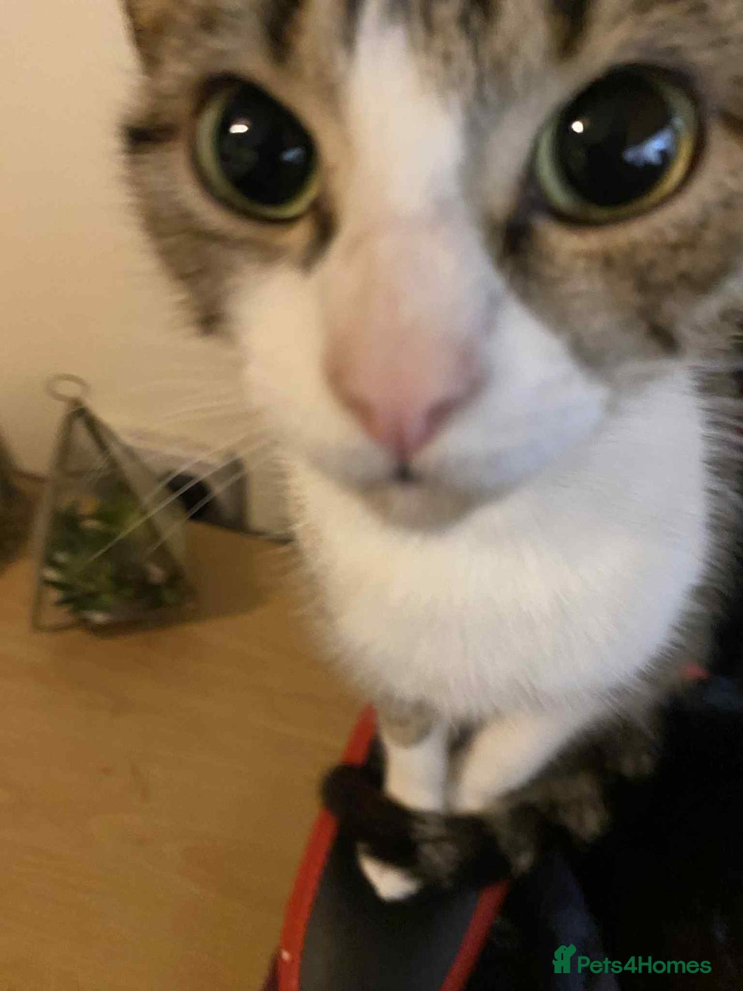 Bengal cats for sale: Three cats to go 2 twins and one bengal cross - Image 10