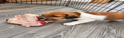 Jack Russell dogs for sale: Jack Russell puppies  in Sheerness - Advert 6