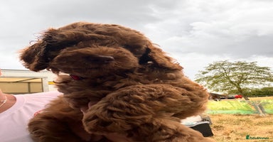 Cockapoo dogs - Advert 4