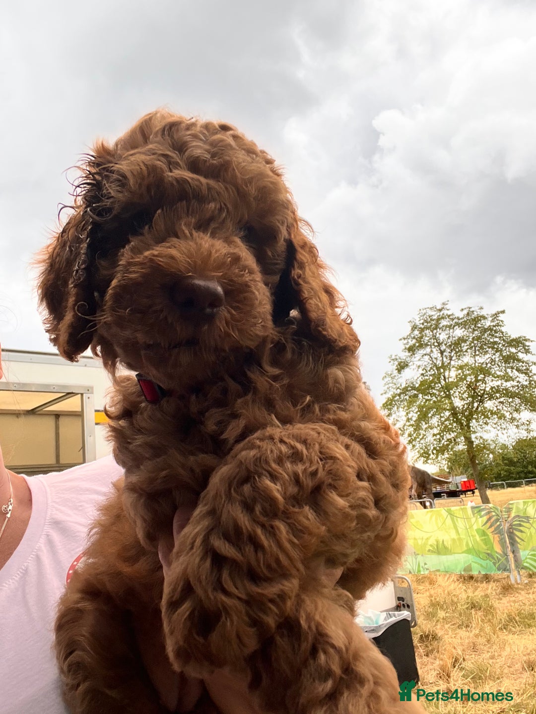 Cockapoo dogs for sale: READY TO LEAVE NOW Stunning Cockapoo Puppies - Image 3