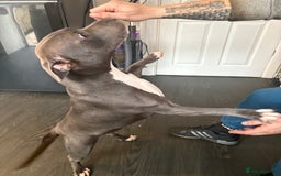 Staffordshire Bull Terrier dogs for sale: Year old female blue staff  - Image 7