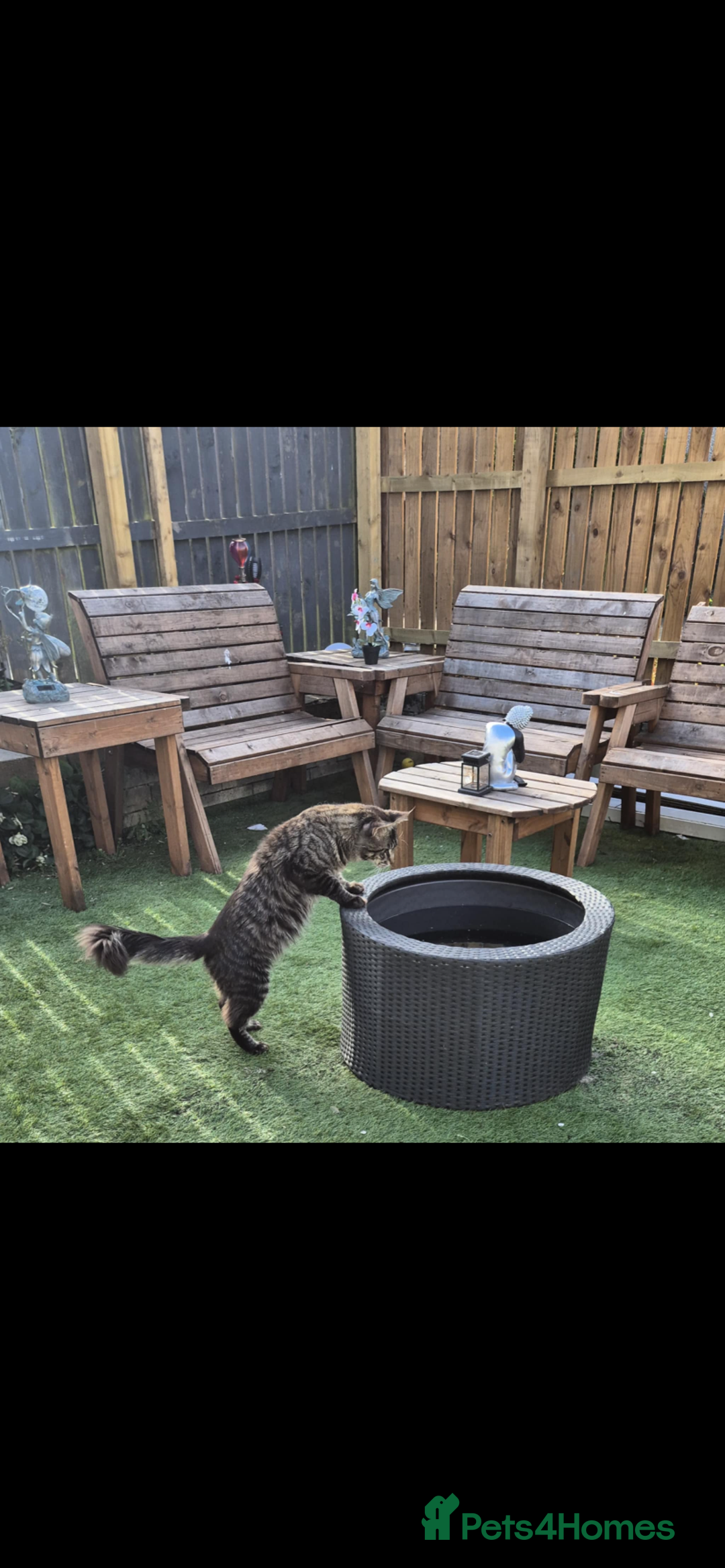 Bengal cats for sale: Bengal/Maine Coone kittens - Advert 10