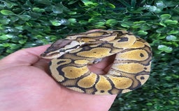 Python Snake reptiles for sale: Royal Pythons at Viperia Exotics - Image 5