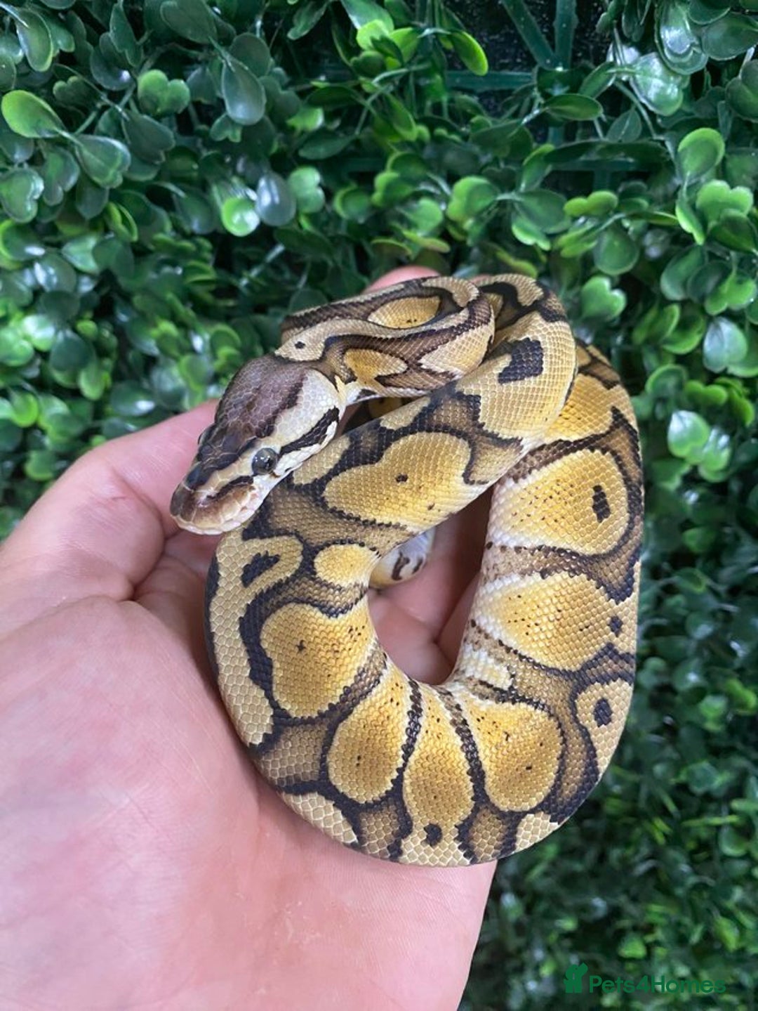 Python Snake reptiles for sale: Royal Pythons at Viperia Exotics - Image 5