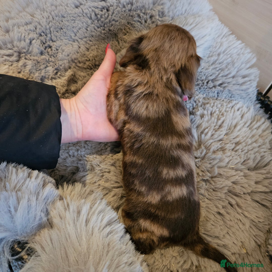 Cocker Spaniel dogs for sale: Rare Merle Working Type Cocker Spaniels - Advert 2