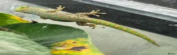Gecko reptiles for sale: Phelsuma gumbeaui in Waltham Abbey - Advert 2