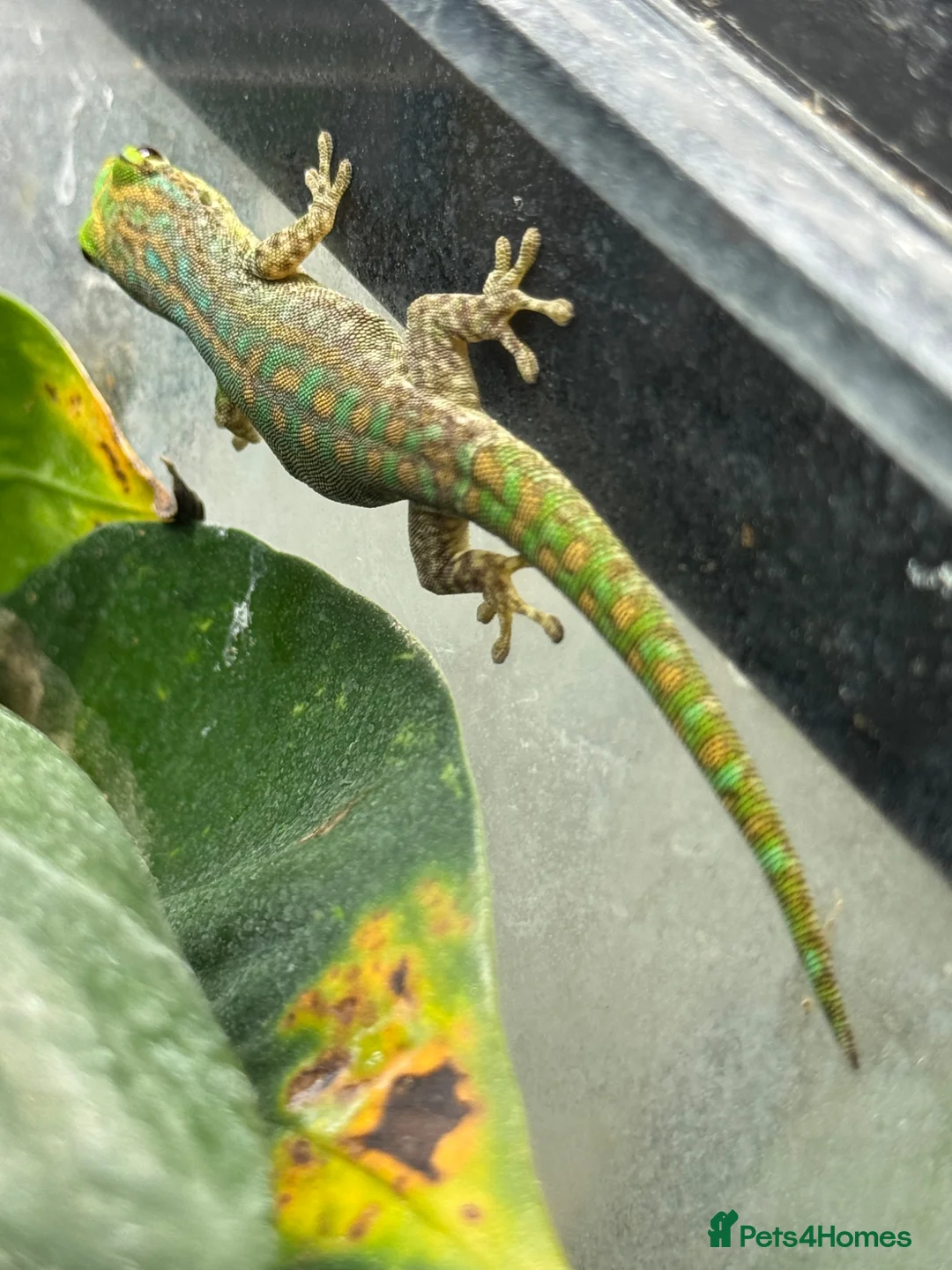 Gecko reptiles for sale: Phelsuma gumbeaui in Waltham Abbey - Advert 2