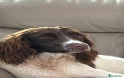 English Springer Spaniel dogs for sale: Springer spaniel puppies for sale - Image 5