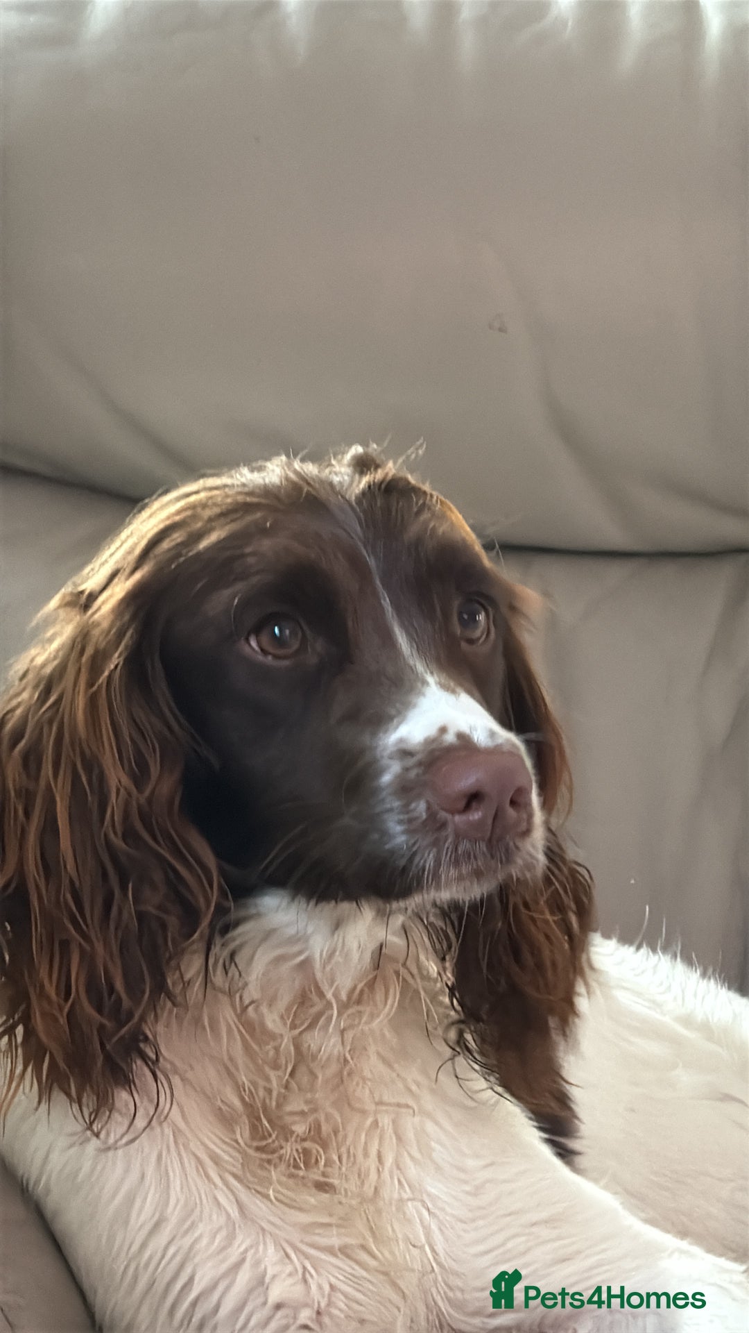 English Springer Spaniel dogs for sale: Springer spaniel puppies for sale - Image 5