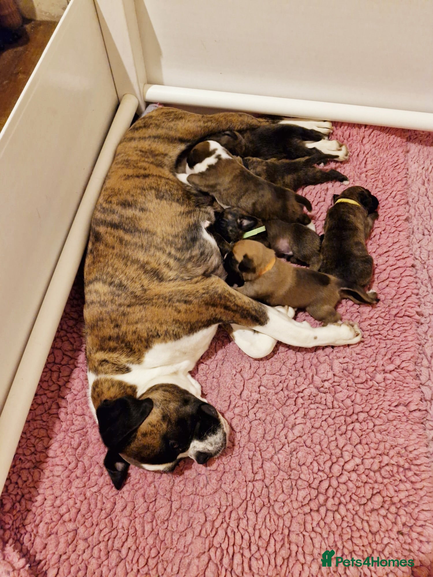 Boxer dogs GORGEOUS KC PUPPIES  - Advert 9