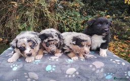 Border Collie dogs for sale: Border Collie Puppies Top Quality! - Image 12