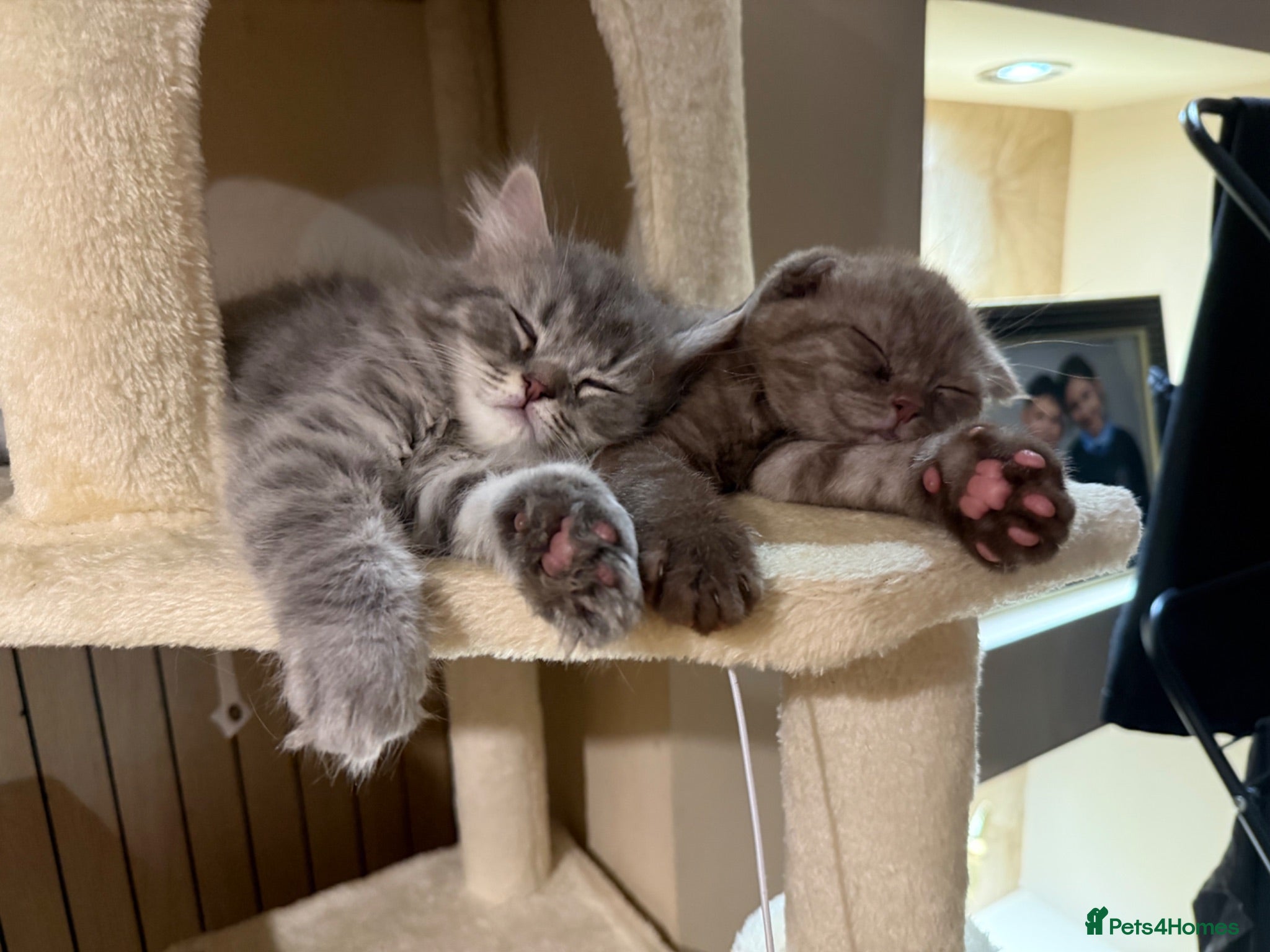Mixed Breed cats Beautiful boy and girl for sale - Advert 2