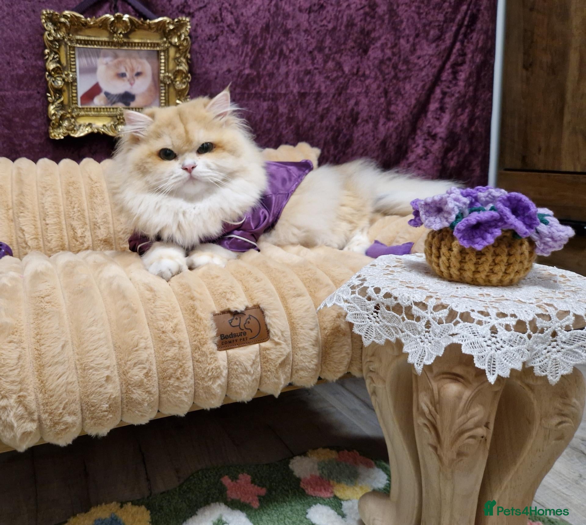 British Longhair cats BLH Golden Tipped NY12 Cheeky green 👀 stud - Advert 5