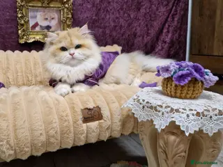 British Longhair cats BLH Golden Tipped NY12 Cheeky green 👀 stud - Advert 5