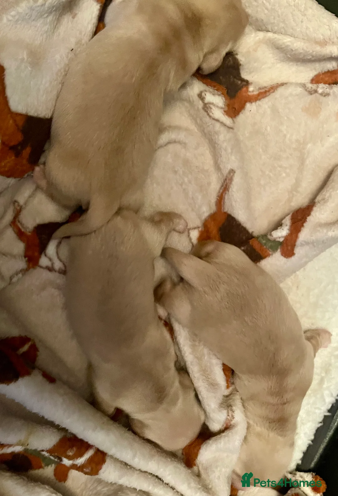 Miniature Dachshund dogs for sale: KC Miniature Long haired Cream dachshunds  - Advert 4