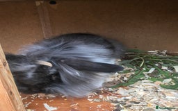 Lionhead rabbits for sale: Beautiful full hair lionhead  - Image 3
