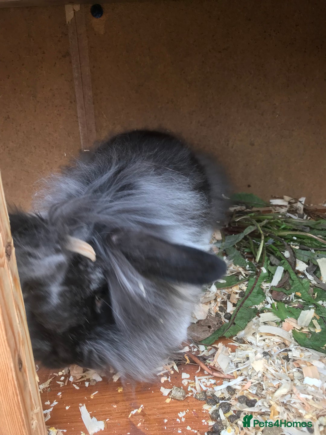 Lionhead rabbits for sale: Beautiful full hair lionhead  - Image 3