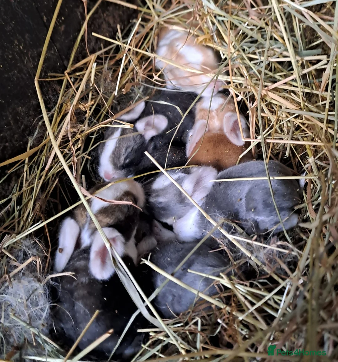 Continental Giant rabbits for sale: Pure Continental Giants - White Eared - RESERVE  - Advert 2