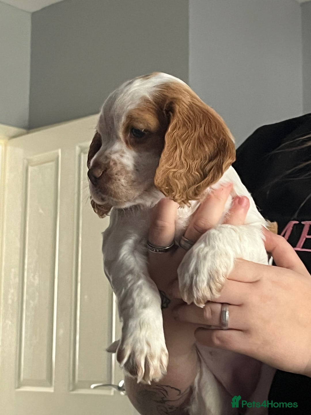 Cocker Spaniel dogs for sale: Beautiful kc registered cocker spaniel puppies - Image 1