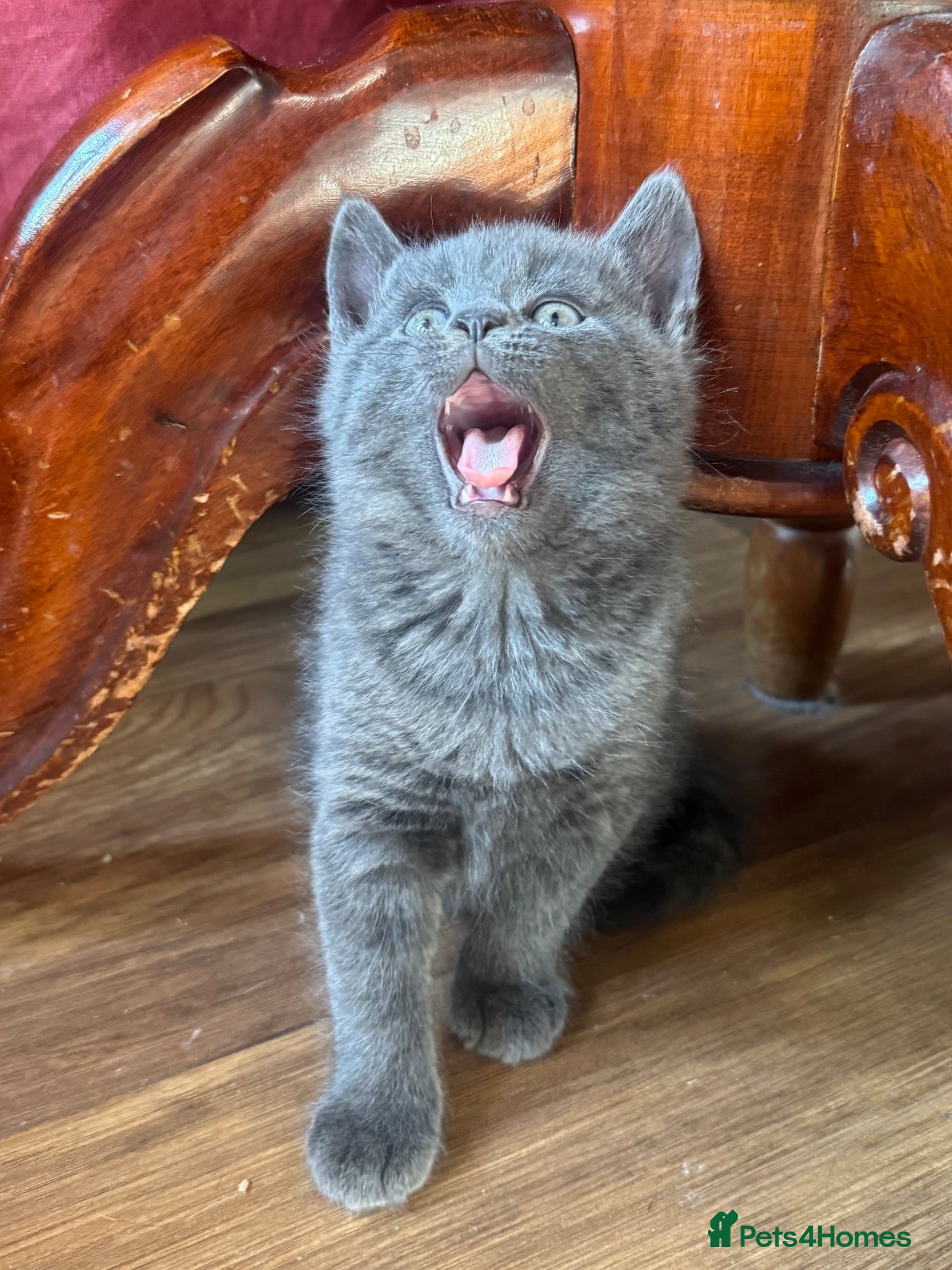Mixed Breed cats Russian blue mix kittens  - Advert 11