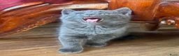 Mixed Breed cats for sale: Russian blue mix kittens  - Advert 20