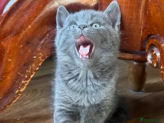 Mixed Breed cats Russian blue mix kittens - Advert 3