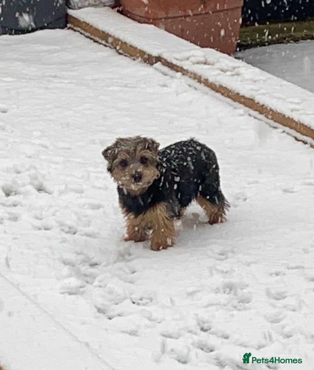 Norfolk Terrier dogs for sale: Nolfolk terrier pups - Image 3