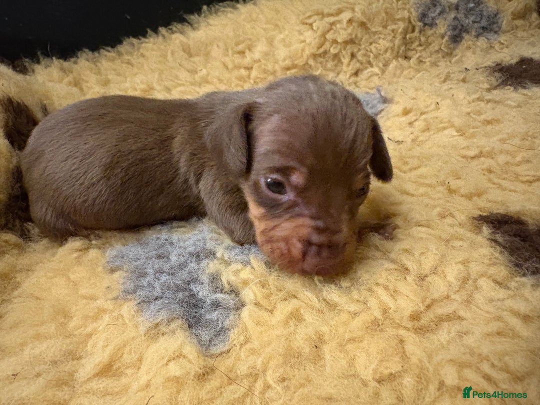Miniature Dachshund dogs for sale: Miniature dachshund puppies  - Image 2