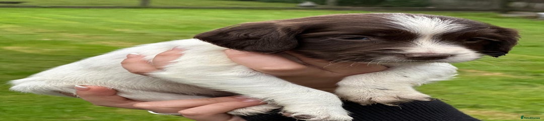 English Springer Spaniel Puppy 6