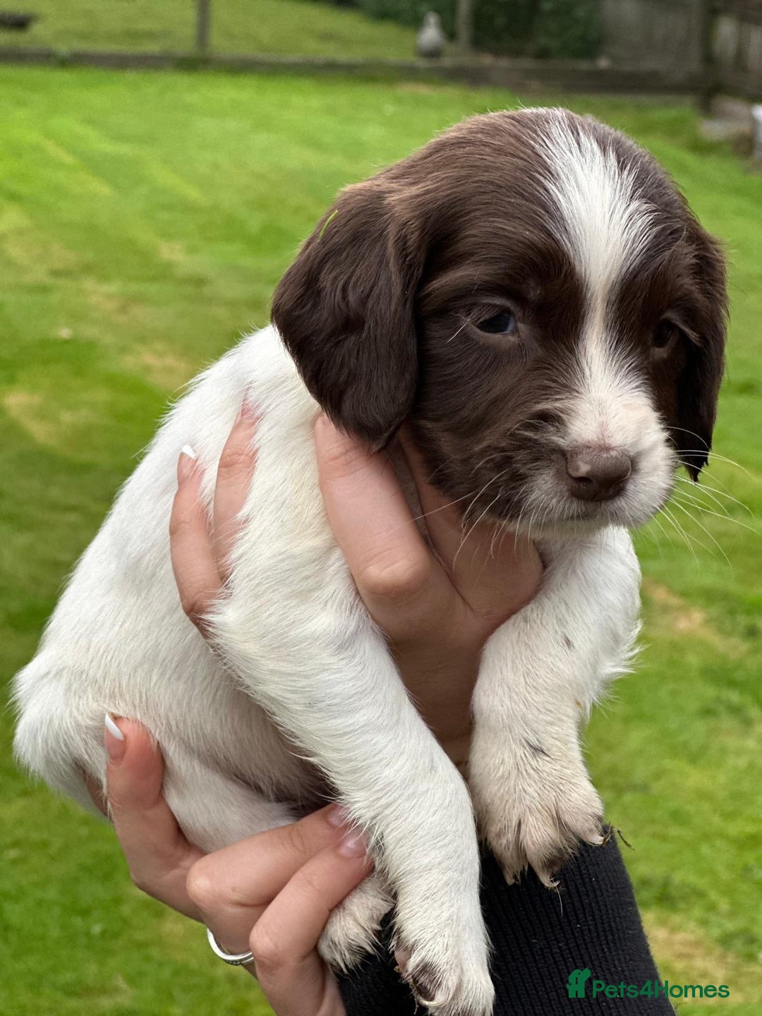 English Springer Spaniel dogs for sale: 2025 FTCH ROSEBAY BLUE,WELL MARKED LITTER ESS PUPS - Image 25
