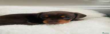 Dachshund Puppy 3