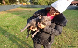 French Bulldog dogs for adoption: Meet BONNIE - a Lovely Girl, for a Loving Home - Image 10