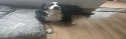 Bernese Mountain Dog dogs for sale: Beautiful Bernese Mountain Dog Puppies coming  in Spalding - Advert 2