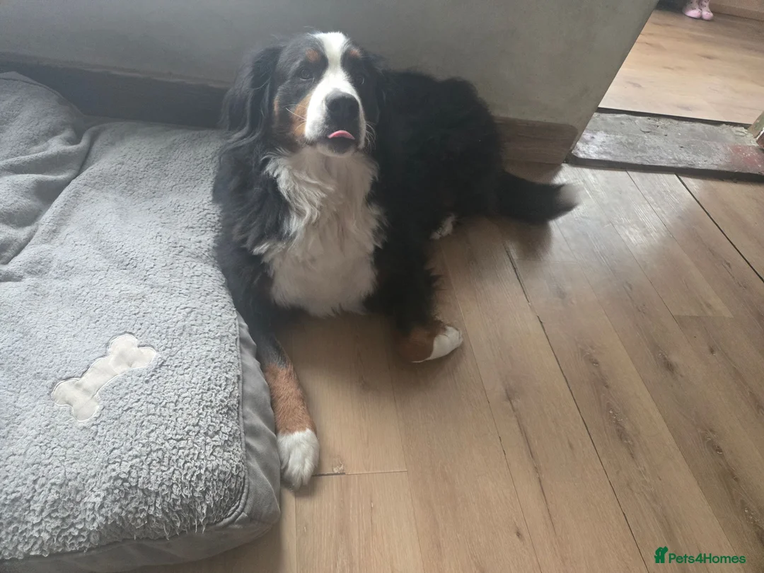 Bernese Mountain Dog dogs for sale: Beautiful Bernese Mountain Dog Puppies coming  in Spalding - Advert 2