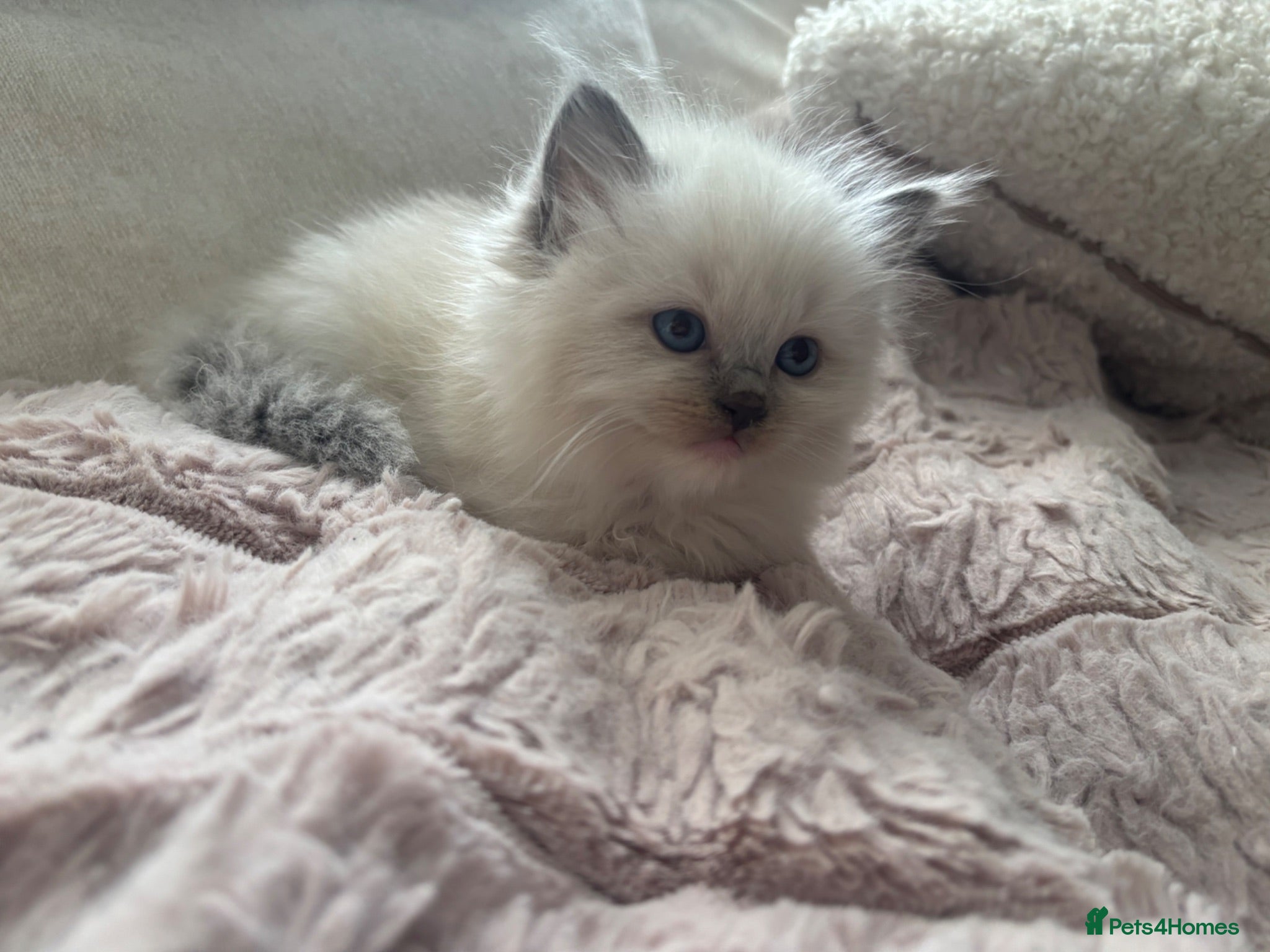 Ragdoll cats Stunning blue mitted babies registered  - Advert 2