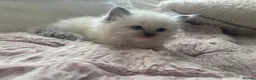 Ragdoll cats for sale: Stunning blue mitted babies registered  in Atherstone - Advert 1