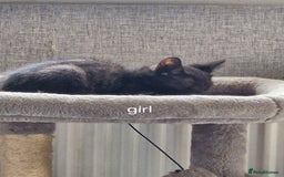 Domestic Shorthair cats for sale: Bundles off fun  - Image 2