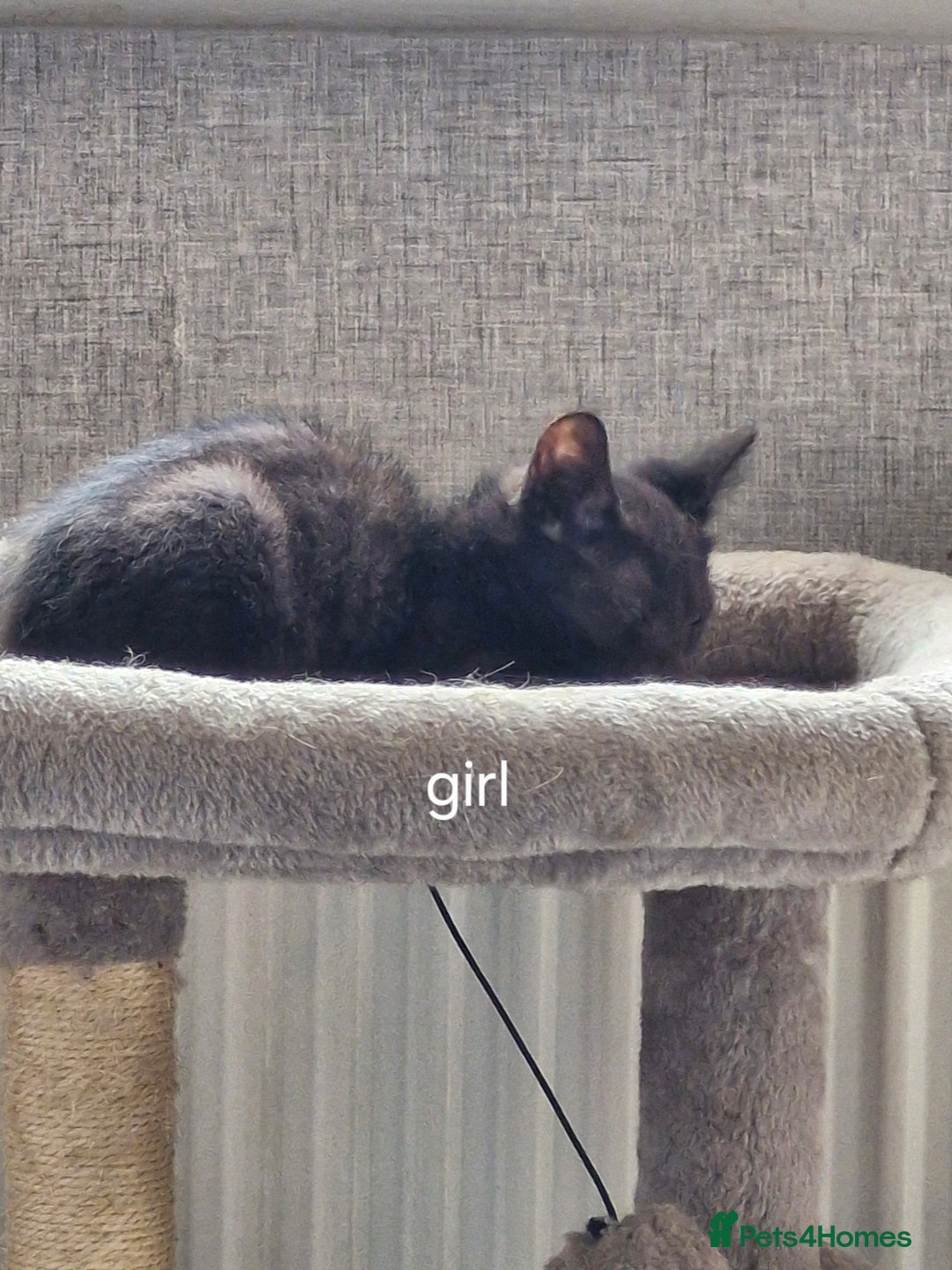 Domestic Shorthair cats for sale: Bundles off fun  - Image 2